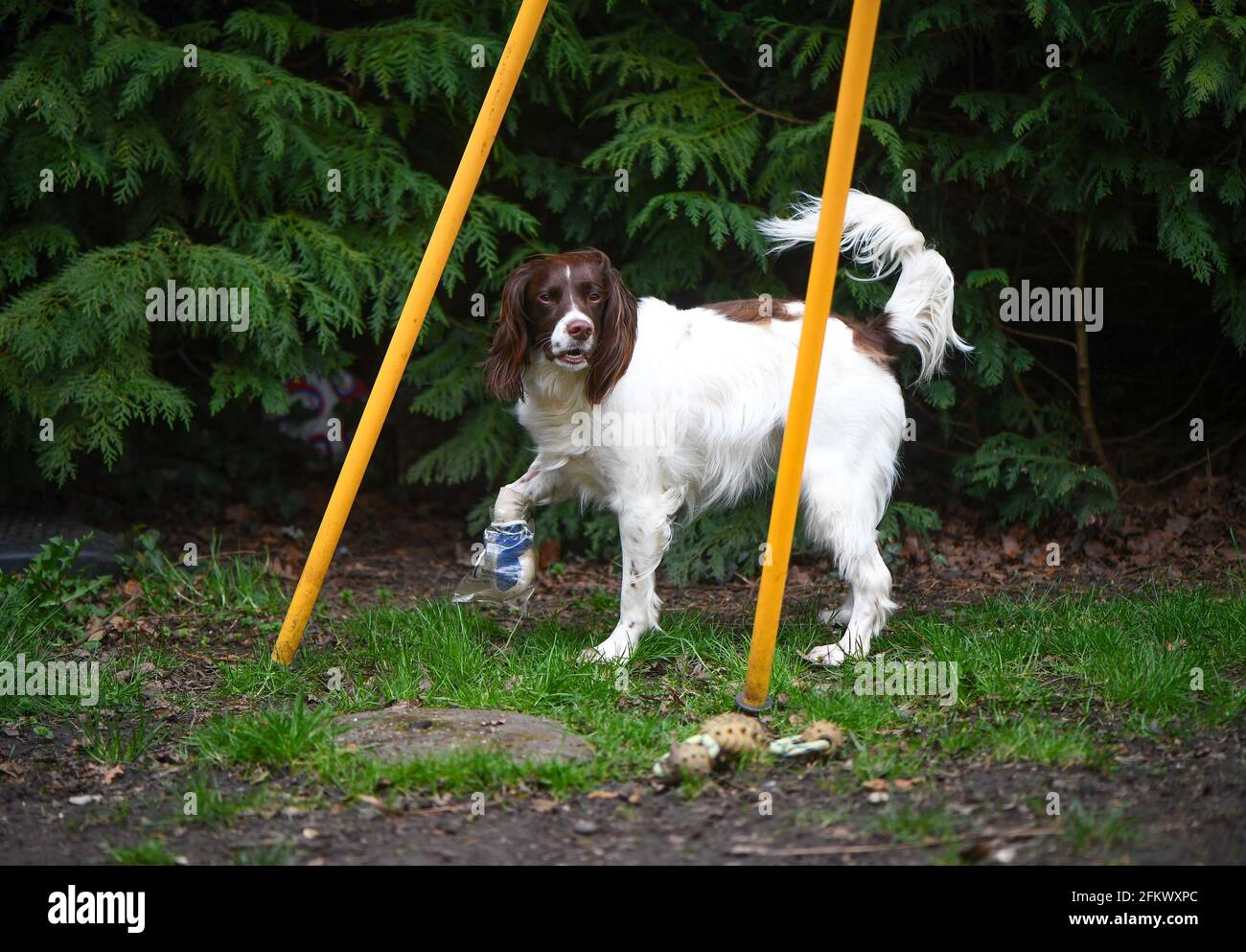 Paw injury hi res stock photography and images Alamy