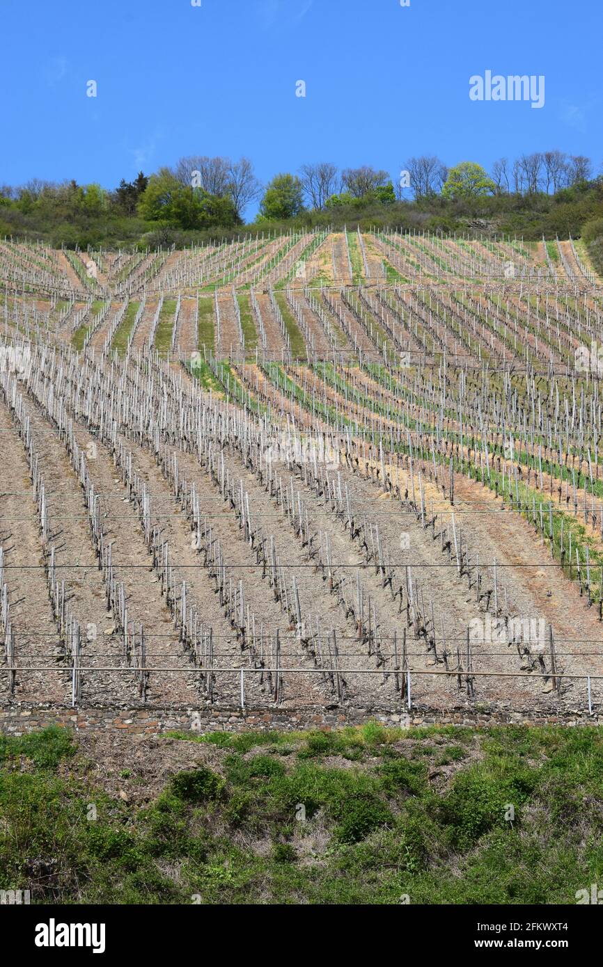 vineyards in Mittelrheintal during spring Stock Photo