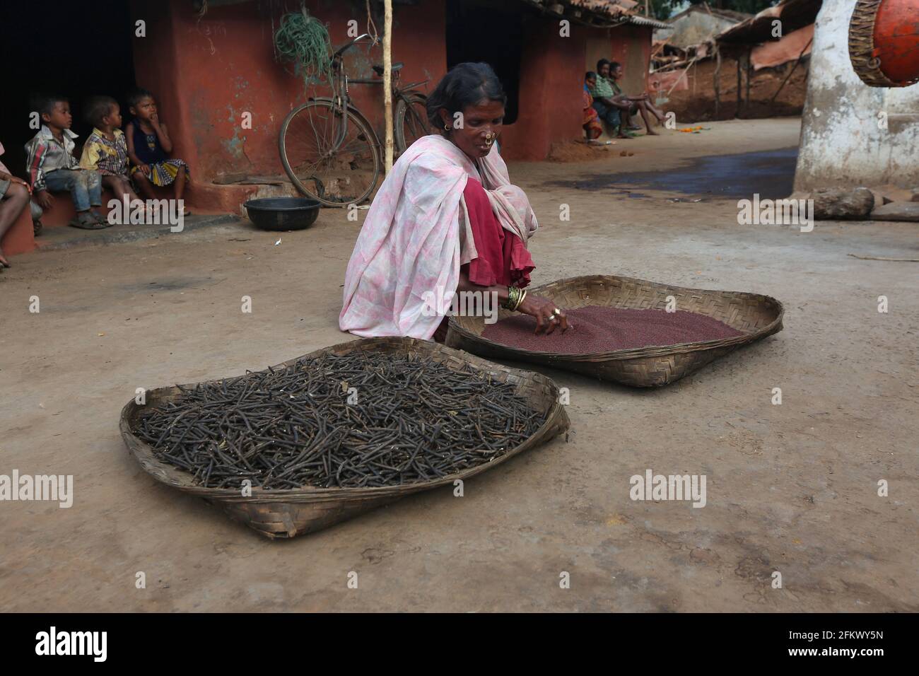 Tribal woman with big winnowing bamboo pans drying grains and millets at Lanjigadh village in Odisha, India. DESIA KONDHA TRIBE Stock Photo