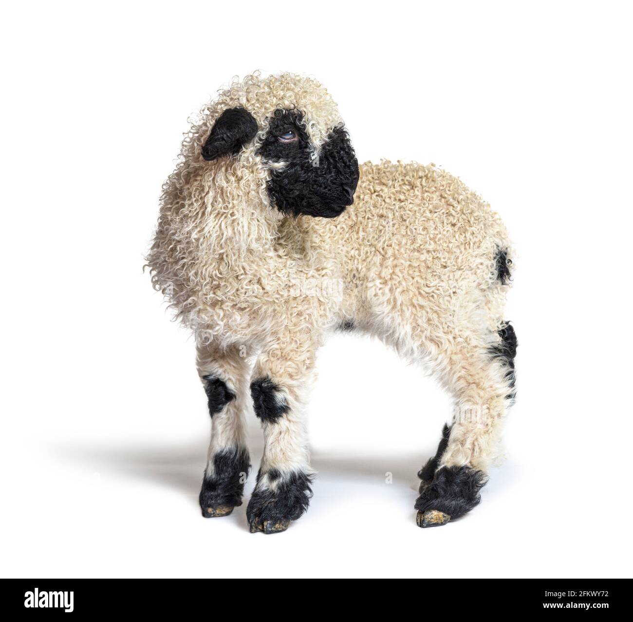 Profile Lamb Blacknose sheep three weeks old looking back, isolated on white Stock Photo