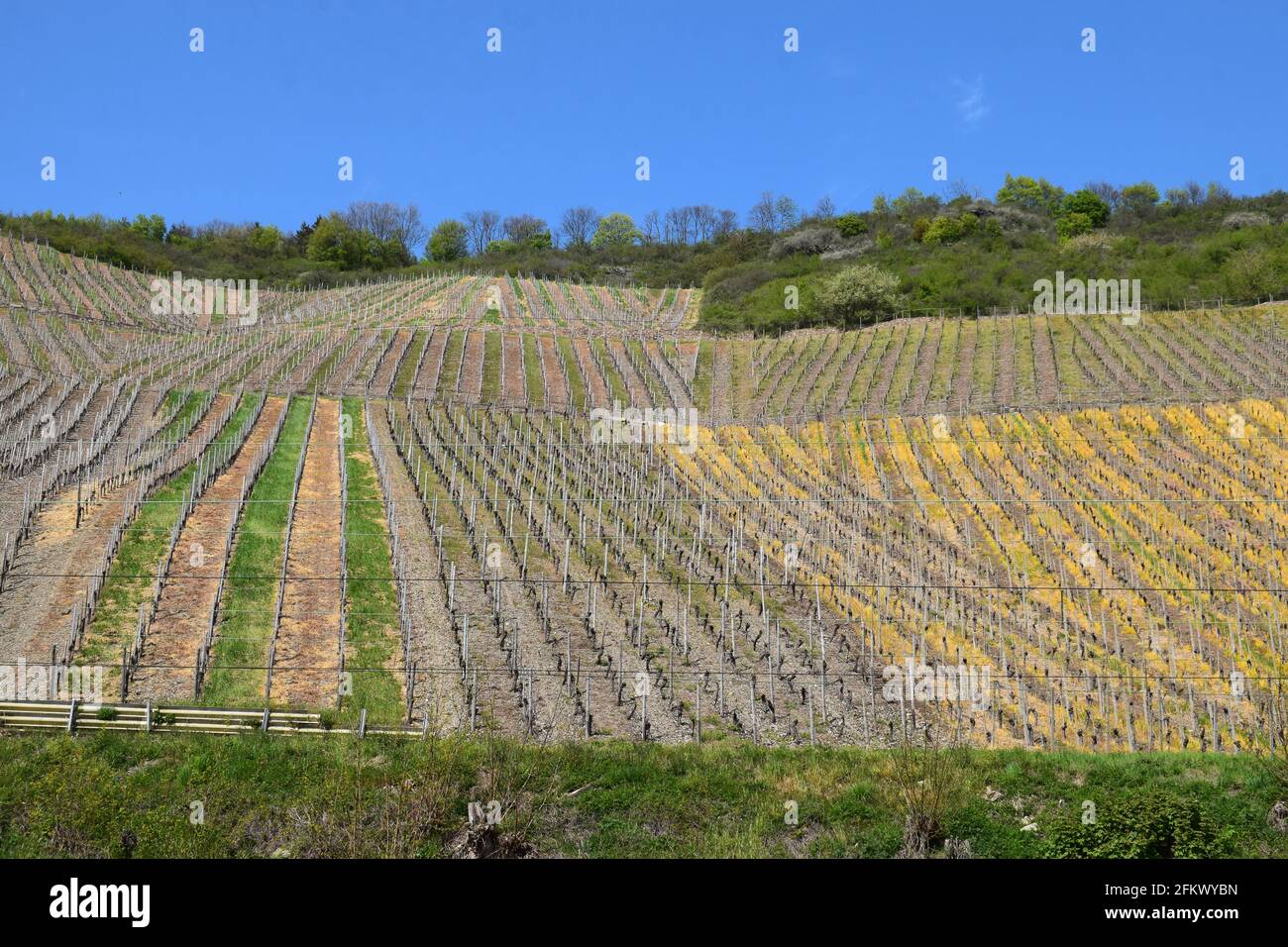 vineyards in Mittelrheintal during spring Stock Photo