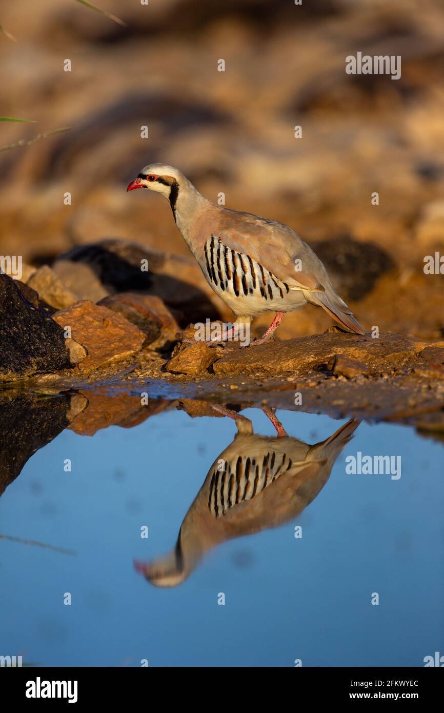 Chukar partridge  (Alectoris chukar) or simply chukar Stock Photo