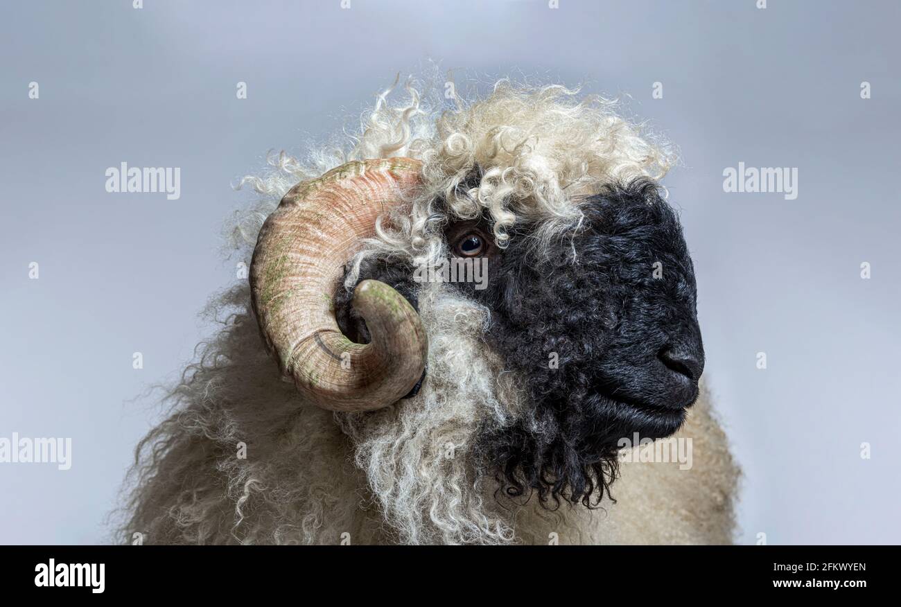 Portrait side view of adulte Valais Black nose Stock Photo