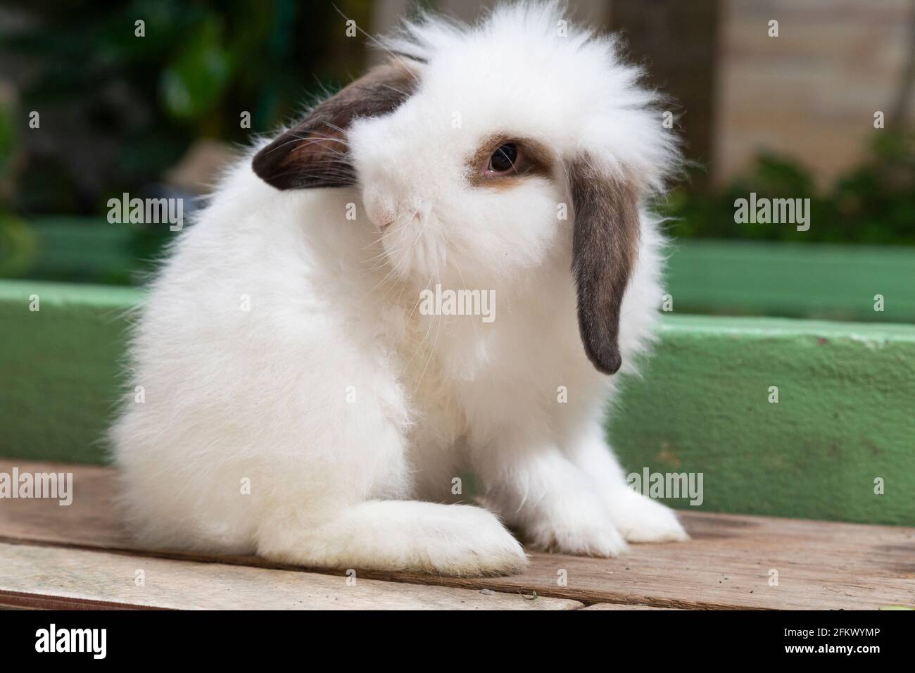 White rabbit scratching his ear and sitting Stock Photo Alamy