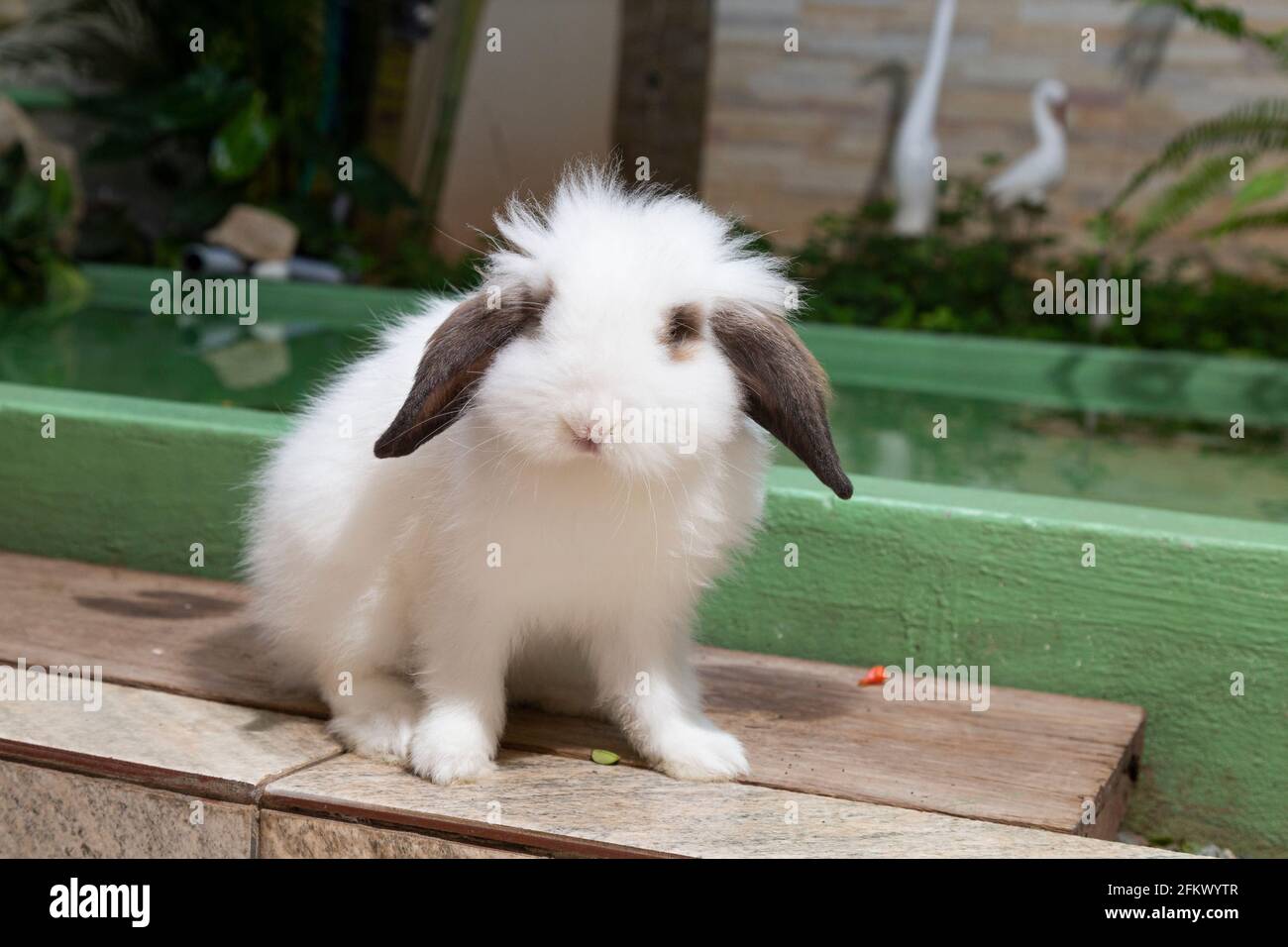 White rabbit, with plump ears, with front view Stock Photo - Alamy