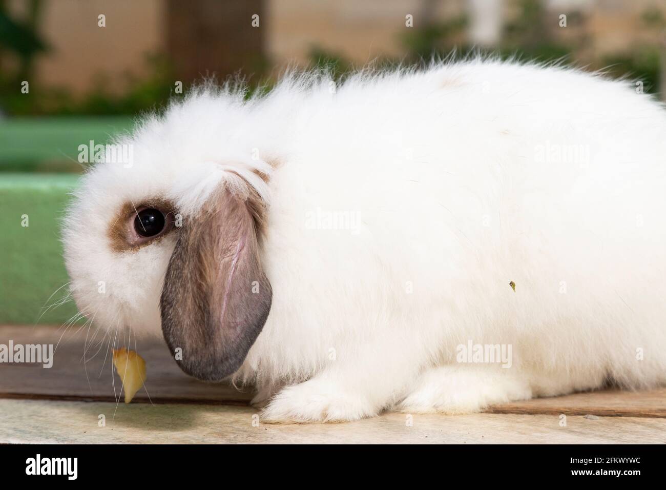 White rabbit with its head down eating a piece of apple Stock Photo - Alamy