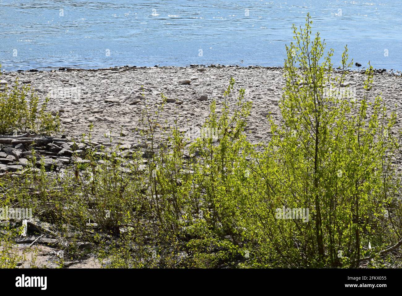 Rhine in spring Stock Photo