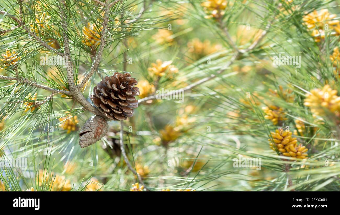 background of cones in tree branch Stock Photo