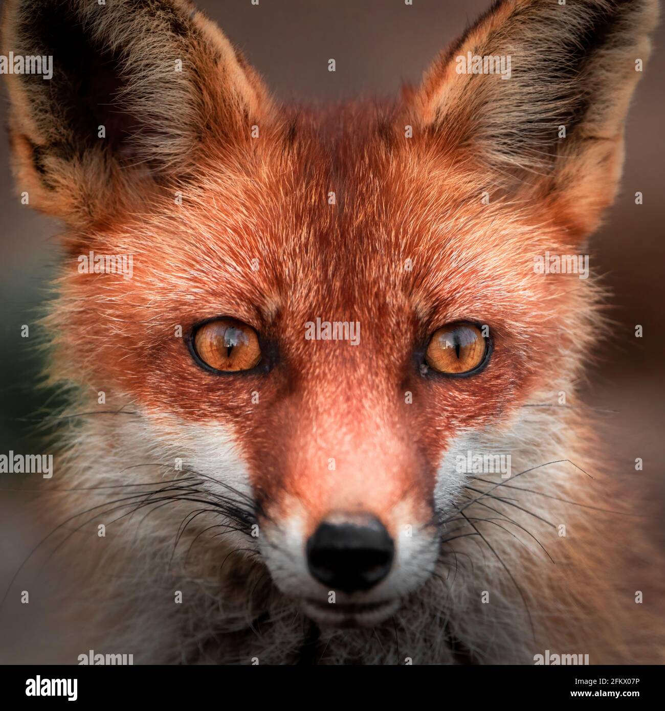Portrait of Red fox (Vulpes Vulpes) staring at the camera.  Close-up frontal shot isolated on blurred background Stock Photo