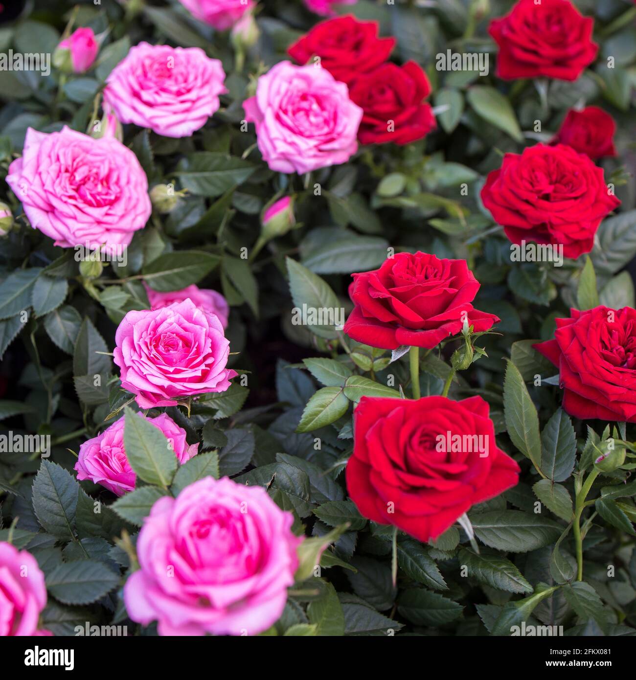 Various varieties of roses outdoors in a flowerbed as a decoration of ...