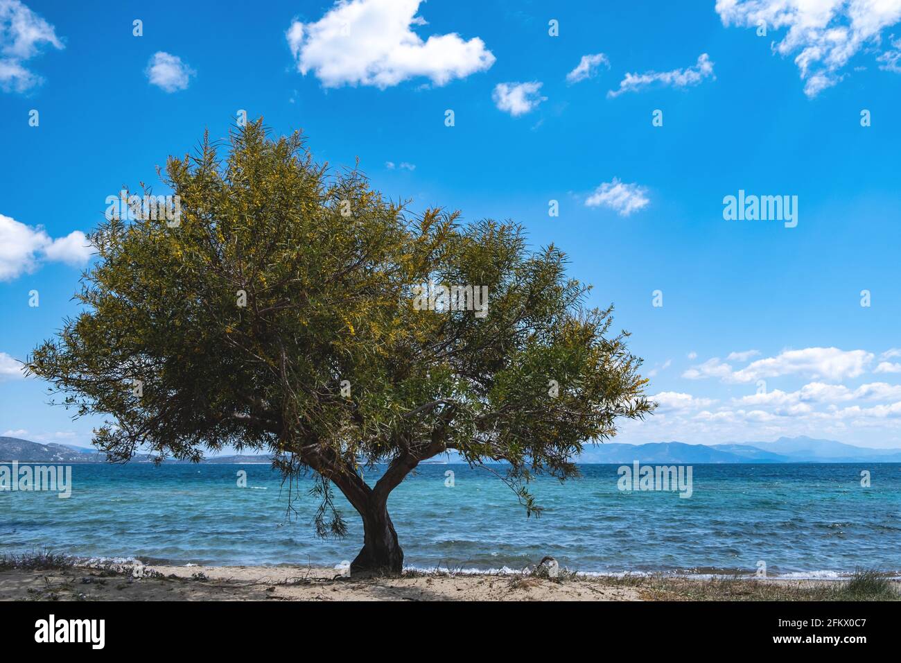 Summer destination Greece there that clear blue sky meets blue calm sea. Greek island sandy beach with shade from green tamarisk, tamarix or salt ceda Stock Photo