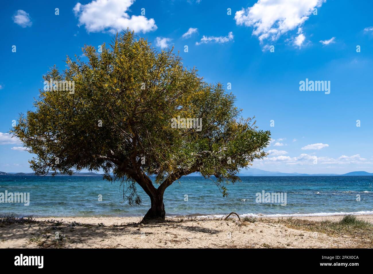 Greek island sandy beach with shade from a yellow blooming tree at seaside sunny day. Summer destination Greece. Where clear blue sky meets blue calm Stock Photo