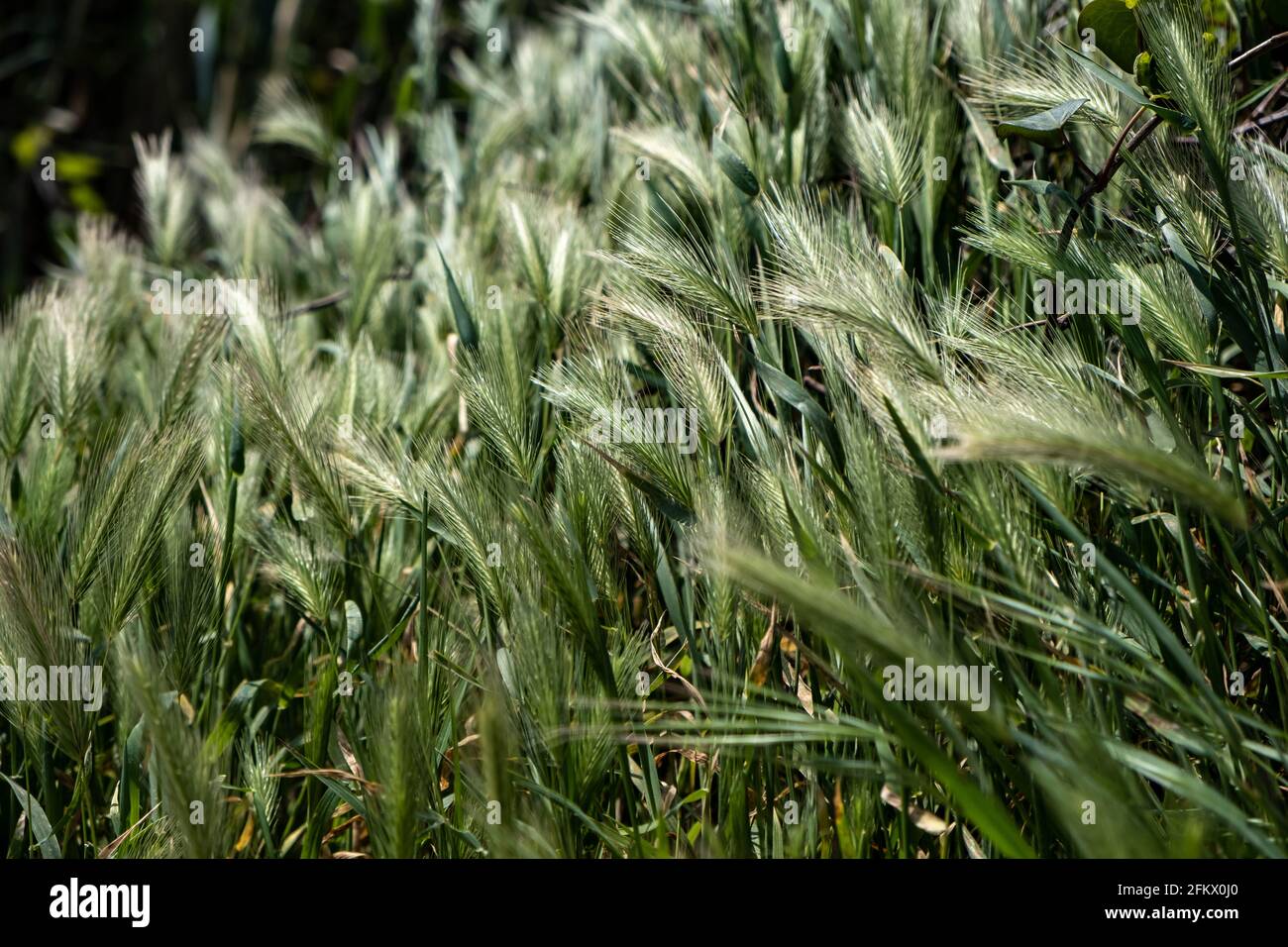 Hordeum Murinum, false barley, wall barley is an annual green grass background, texture. Wild plant, fresh flora outdoors, agriculture, rural environm Stock Photo