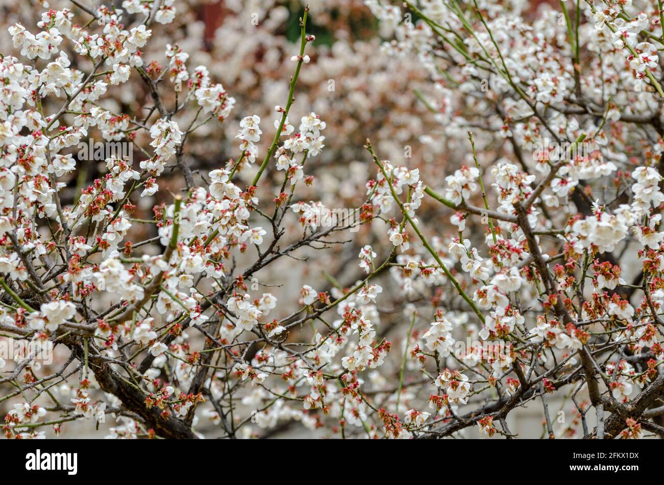 Cherry blossom's details at Changdeokgung Palace in Seoul, South Korea Stock Photo