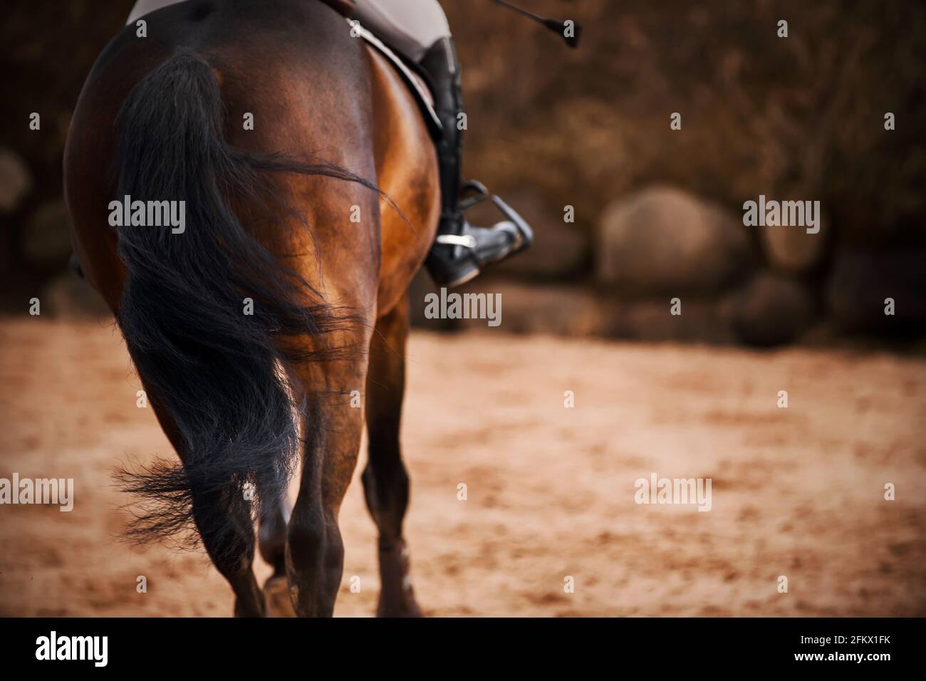 Rear view of a bay horse with a dark long tail and a rider sitting in the saddle, which gallops on a dark autumn day. Horse riding. Equestrian sports. Stock Photo