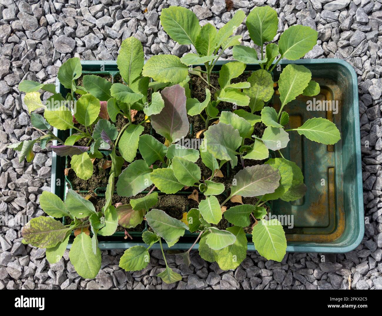 Cabbage seedlings ready for planting out Stock Photo Alamy