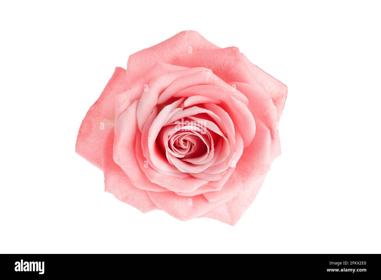 Beautiful single pink rose isolated on white background Stock Photo