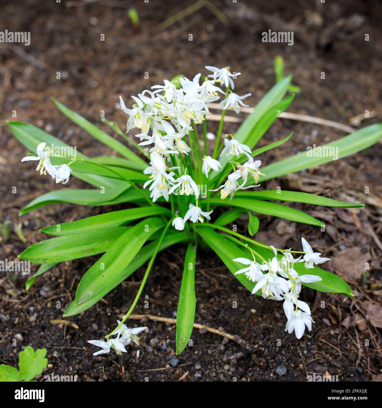Scilla siberica flower in park at springtime day after rain Stock Photo