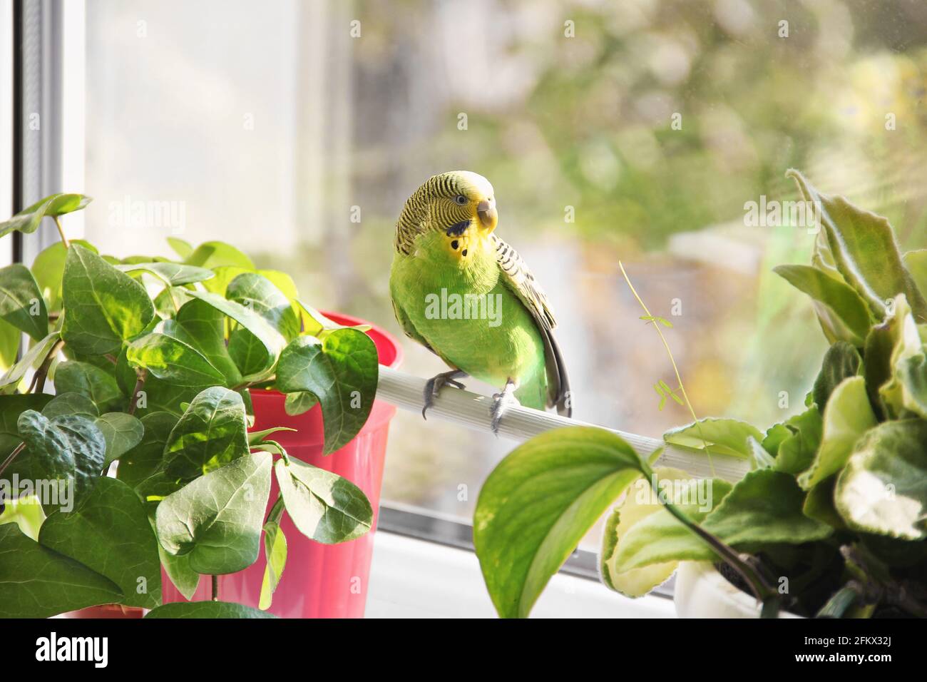 Budgerigar. Parrot near the window Stock Photo - Alamy - Placing A Parrot Cage Near A Window For Natural Light