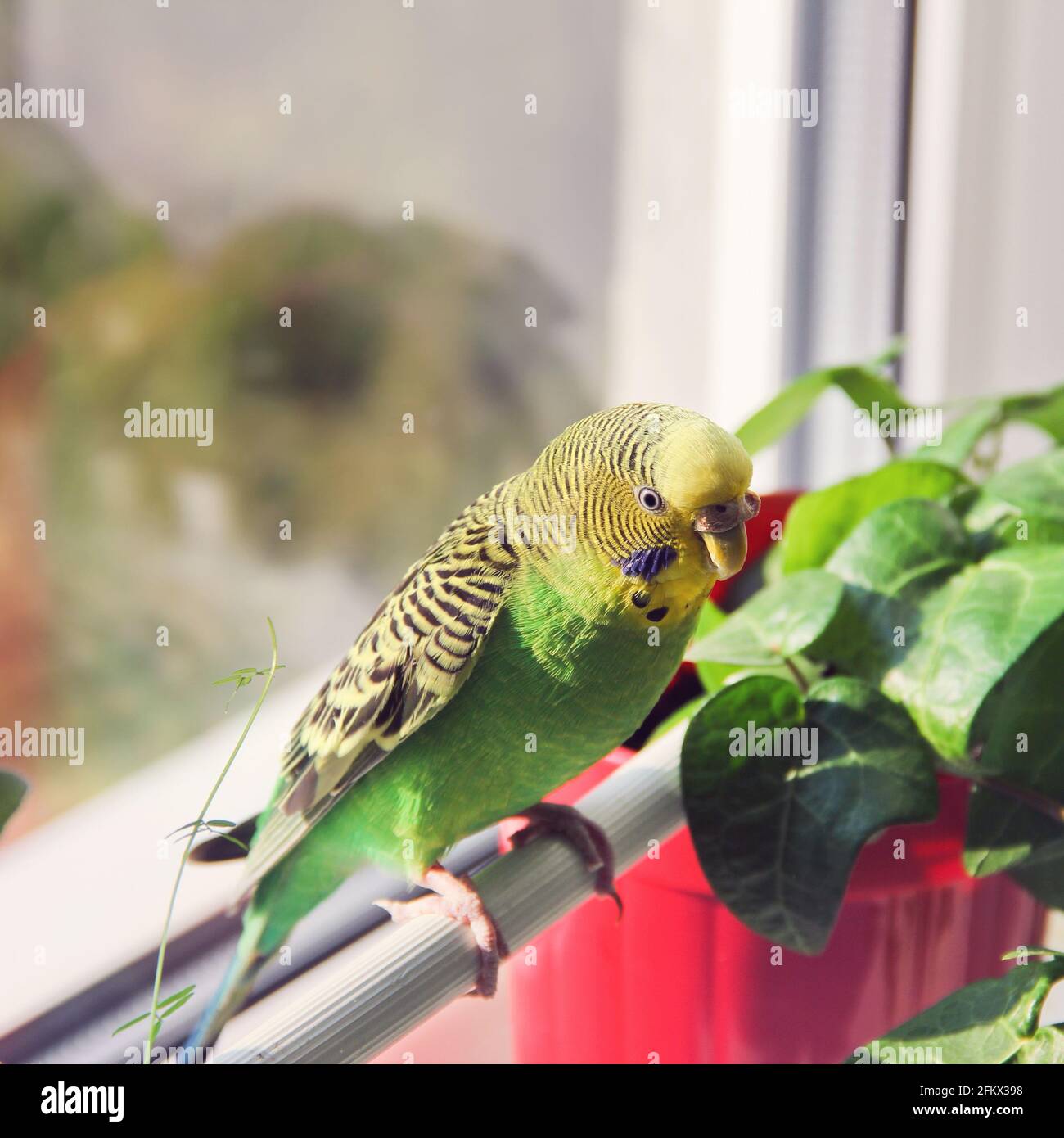 Picture of Budgerigar. Parrot near the window Stock Photo - Alamy