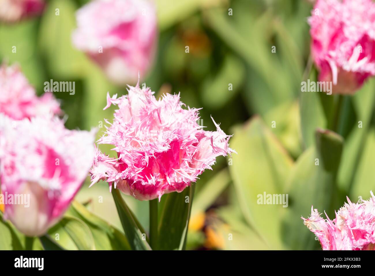 Pink fringed tulip, Tulipa 'Huis ten Bosch' Stock Photo