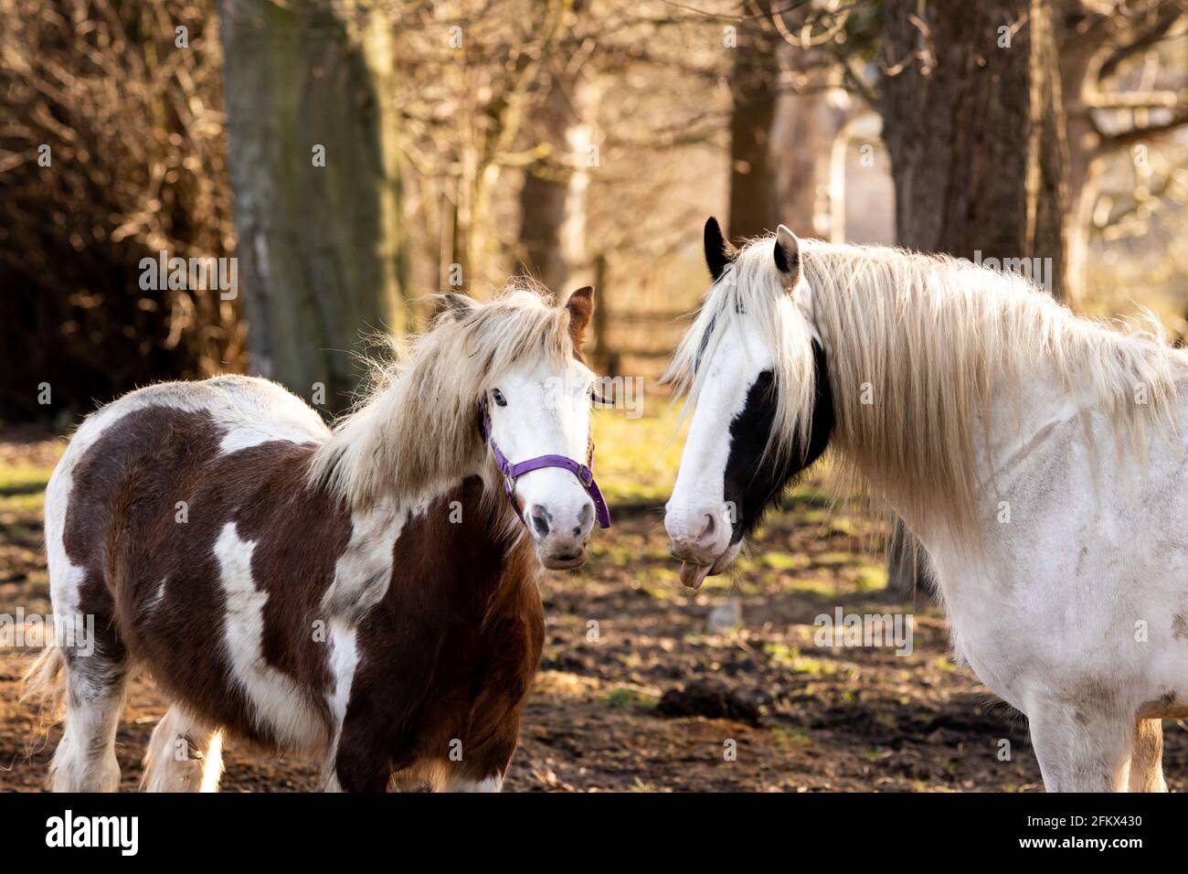 Two horses pulling funny faces, one with tongue out Stock Photo