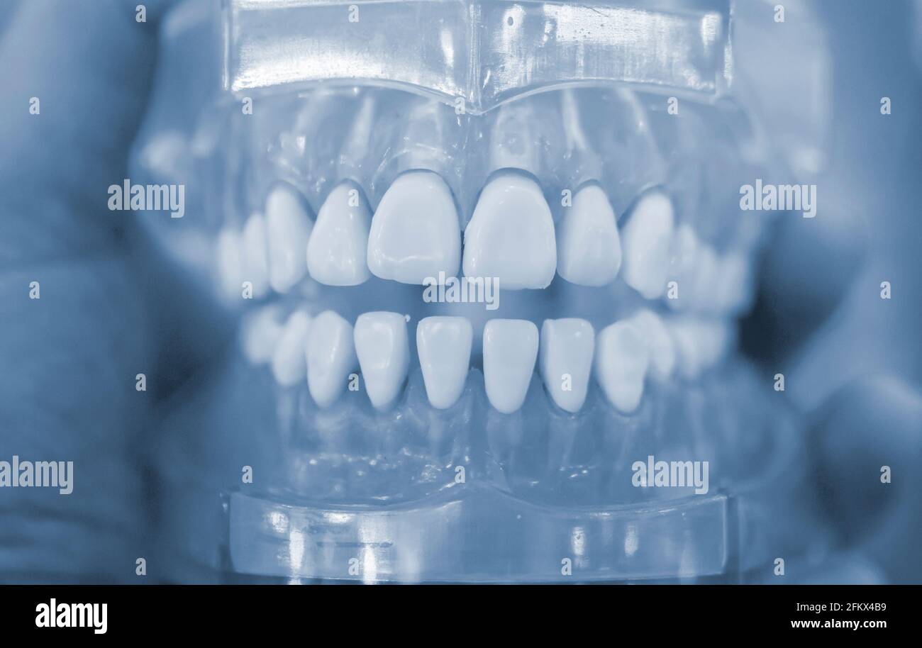 Model of human teeth of the human jaw close-up. Stock Photo