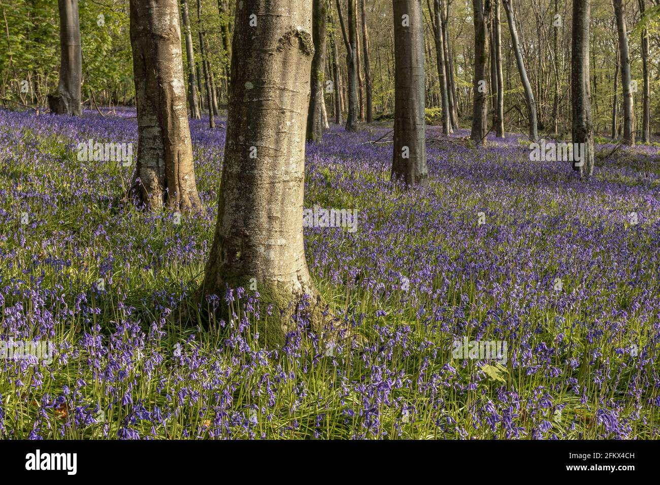Bluebells in spring flowering in an ancient woodland, with bottom of trees visible Stock Photo