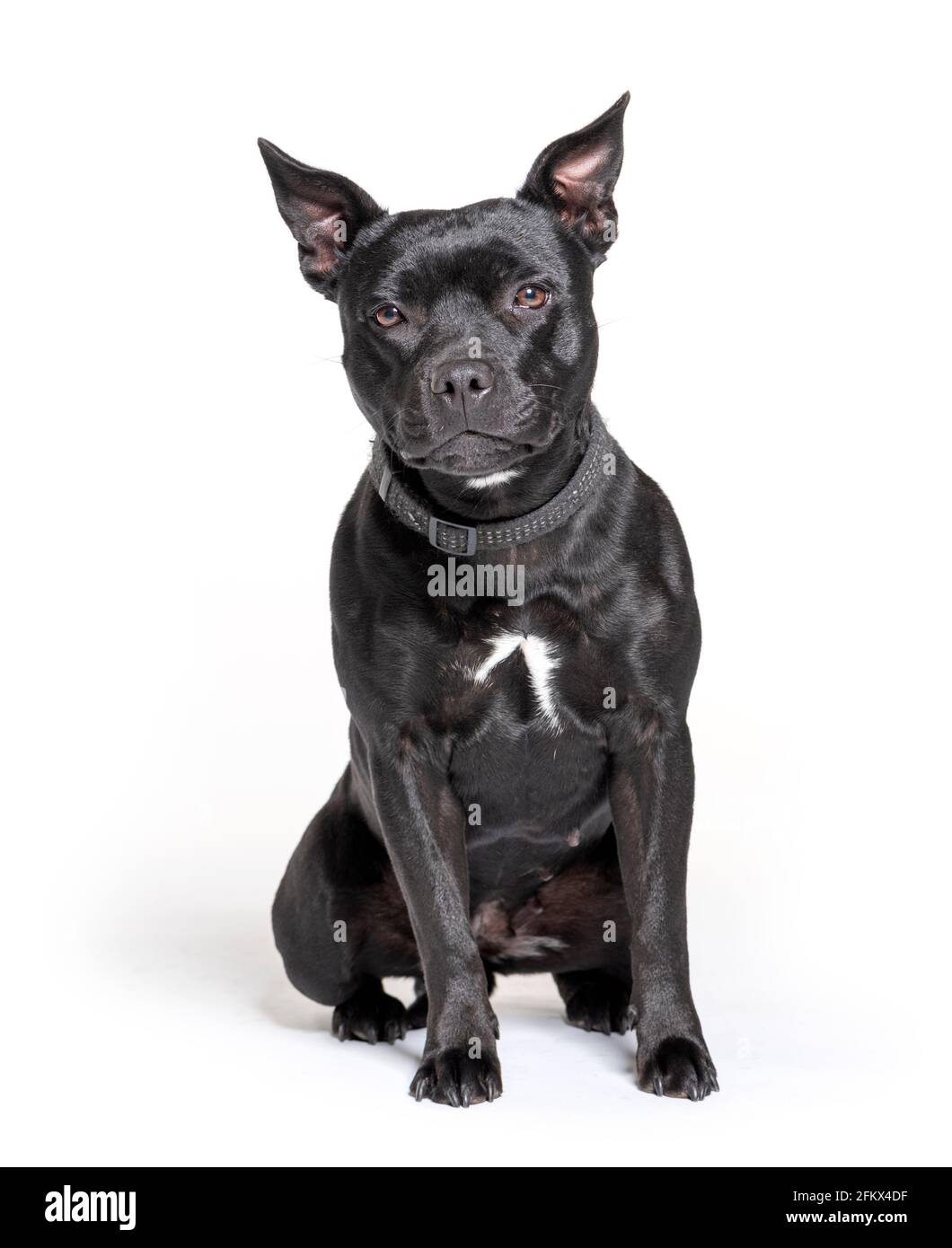 Black American Staffordshire terrier isolated on white Stock Photo