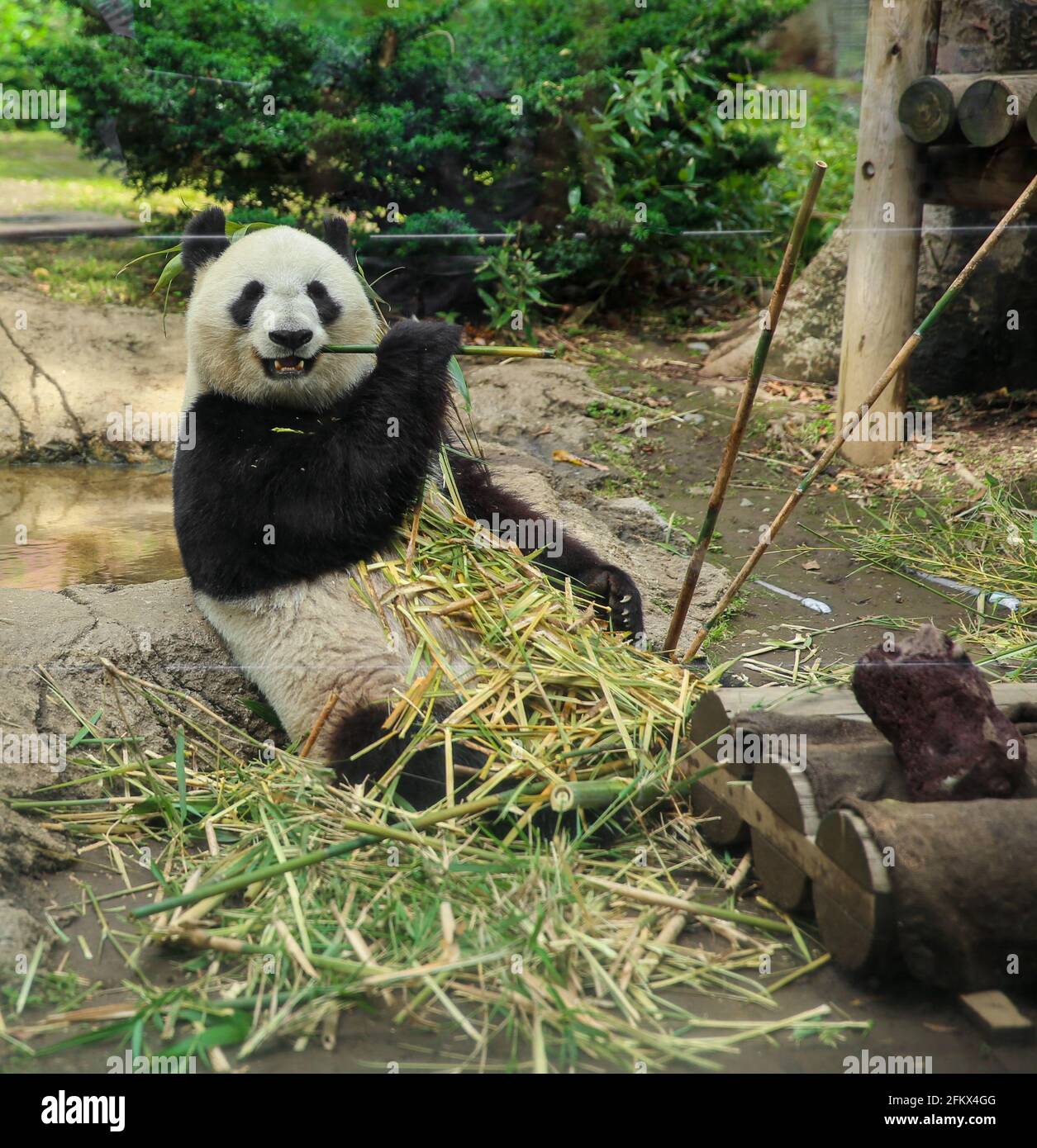 Xin Xin the Chinese Giant Panda Bear at the Japan Ueno Park Zoo, eating bamboo. Stock Photo