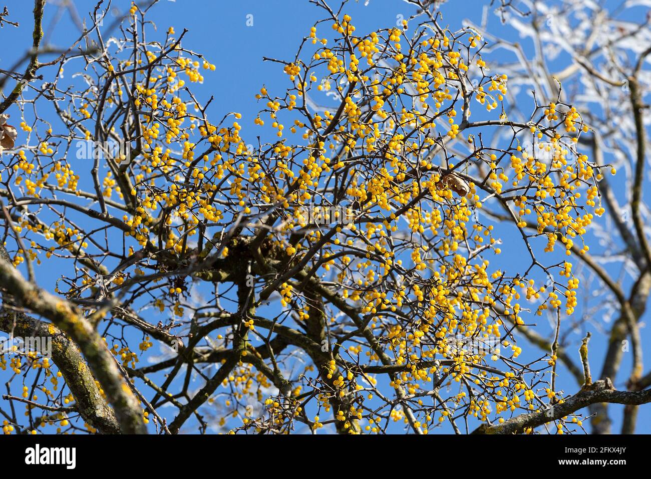 Oak Mistletoe, Loranthus Europaeus, Fruit Cluster Stock Photo