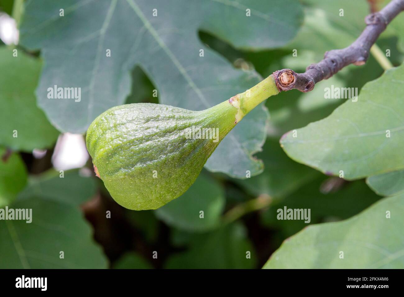 Real Figs, Ficus Carica, Fruit Stock Photo