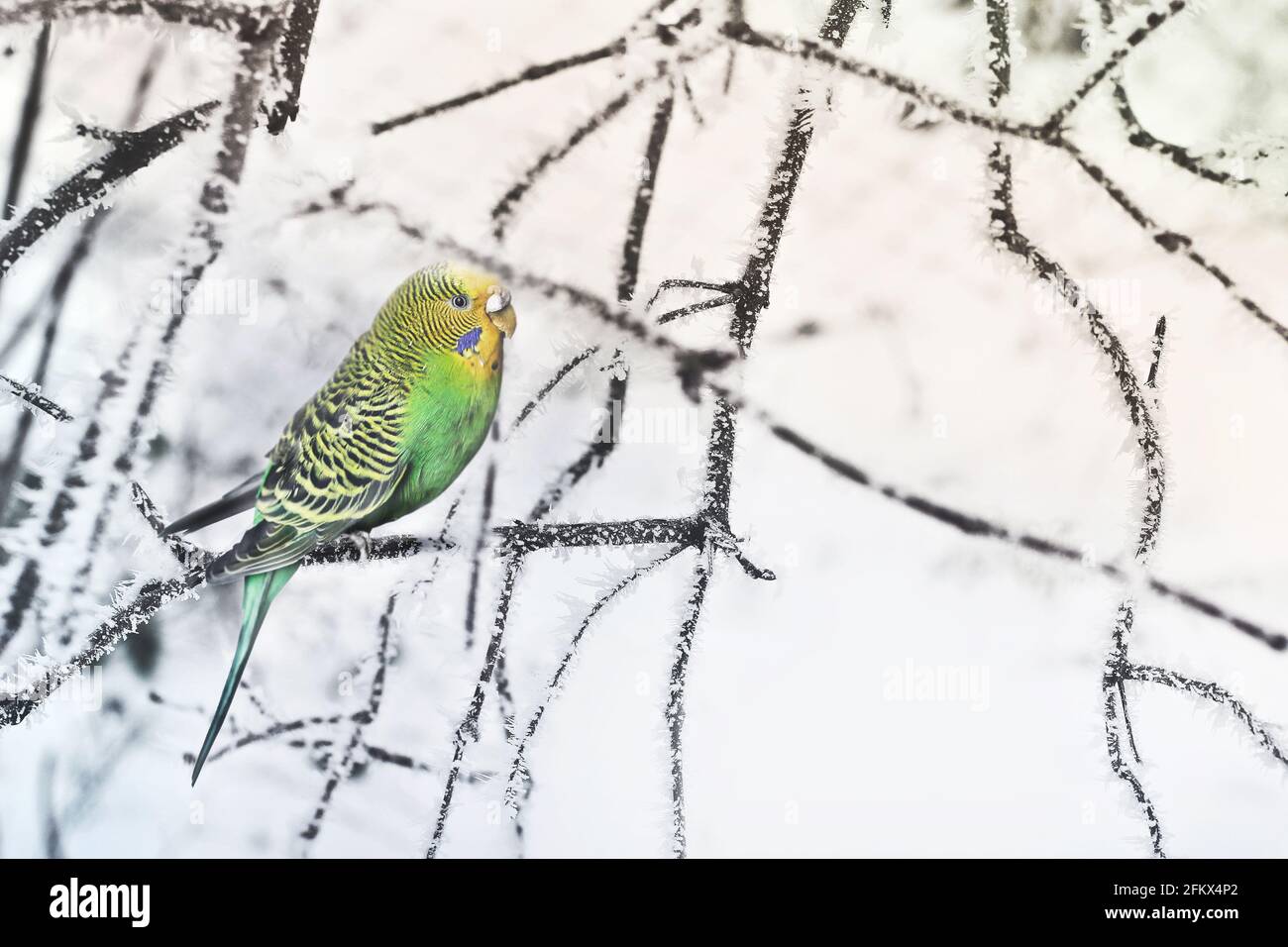 Parrot on a branch. Winter Stock Photo - Alamy - Exterior Parrot Habitats For Cold And Snowy Regions