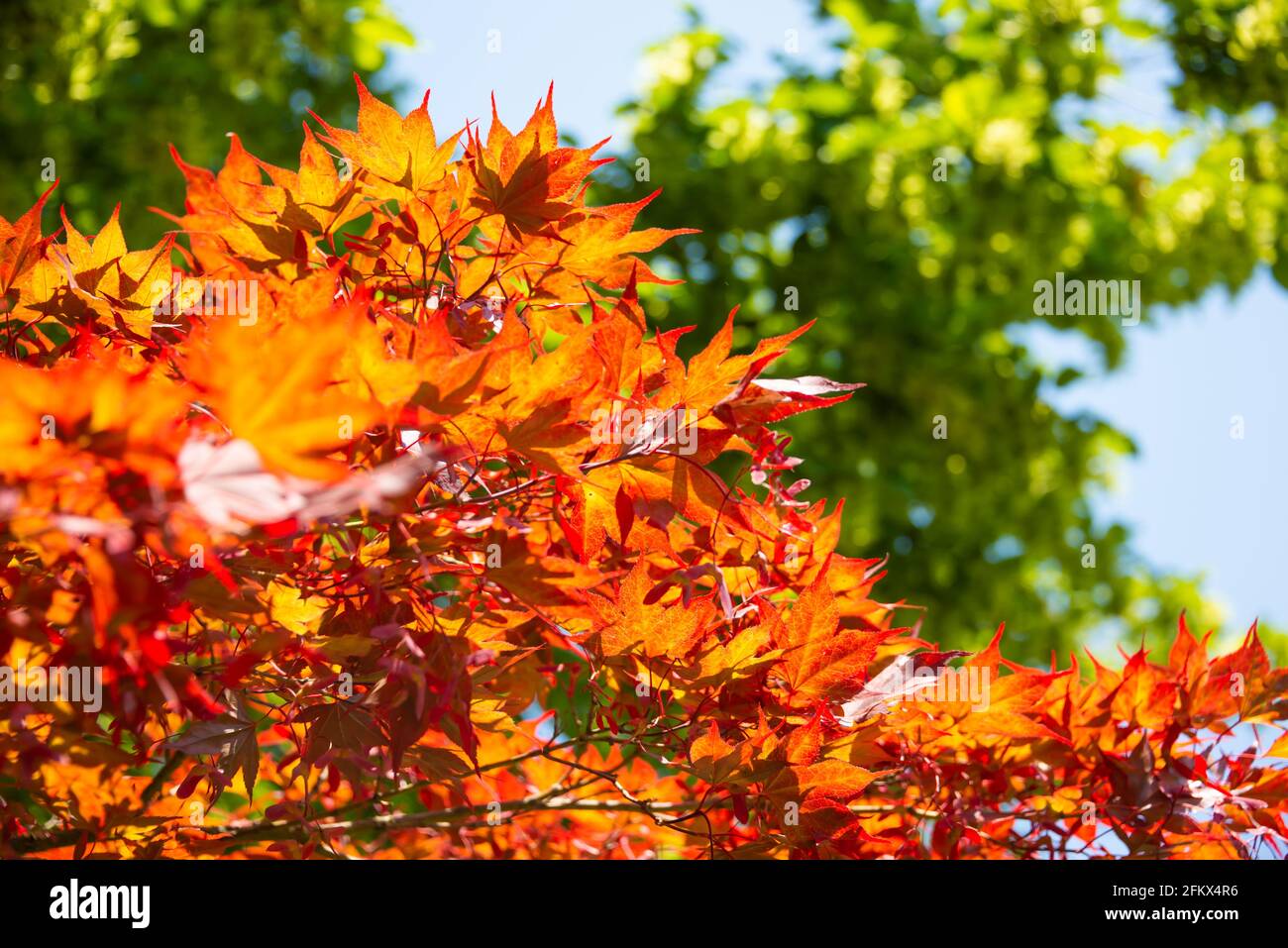 Orange maple leaves on autumn tree Stock Photo - Alamy