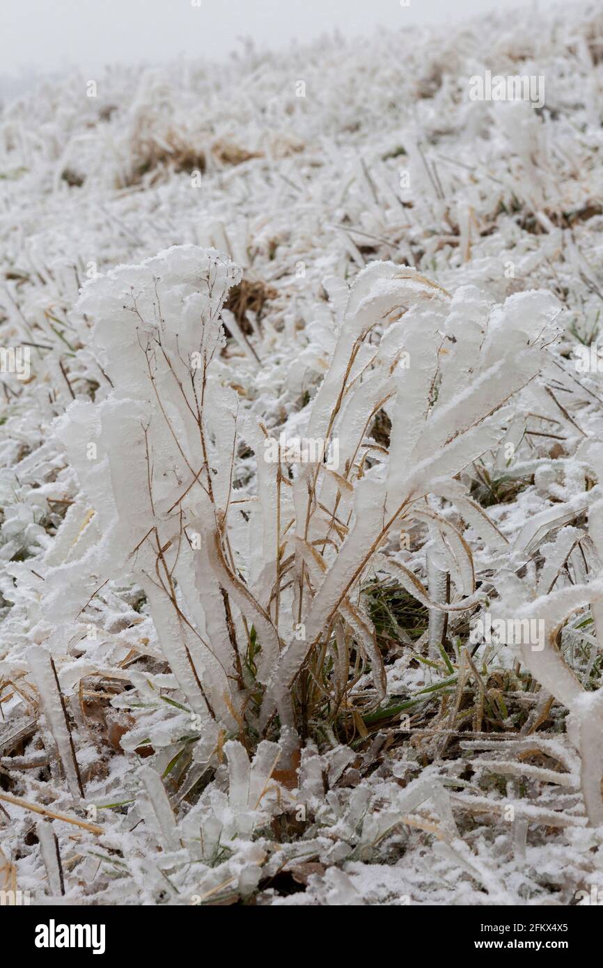 Blades Of Grass After An Freezing Rain And With Hoar Frost In Winter Stock Photo