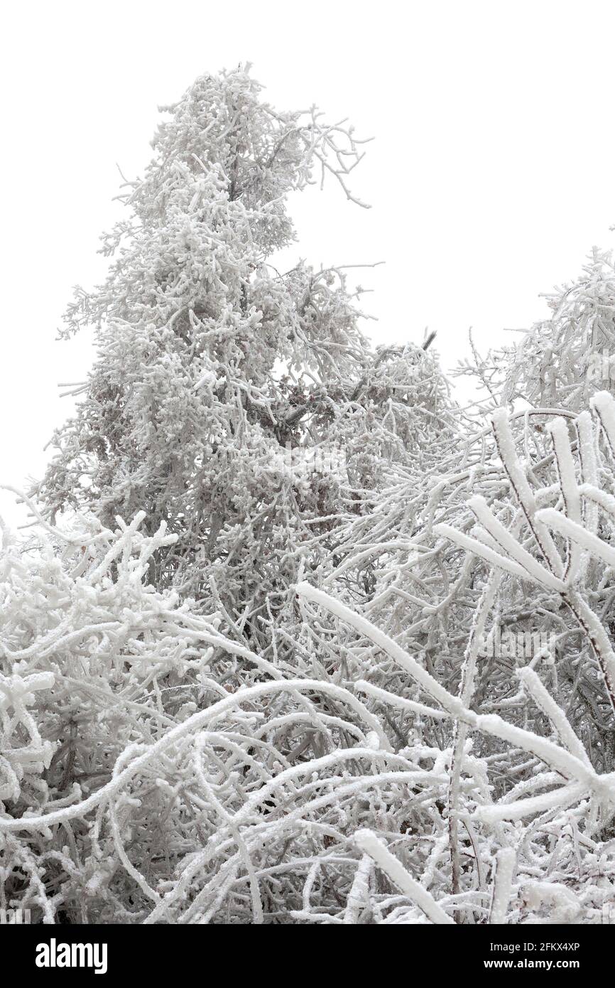 Freezing Ran Trees Freezing rain on trees hi-res stock photography and images - Alamy