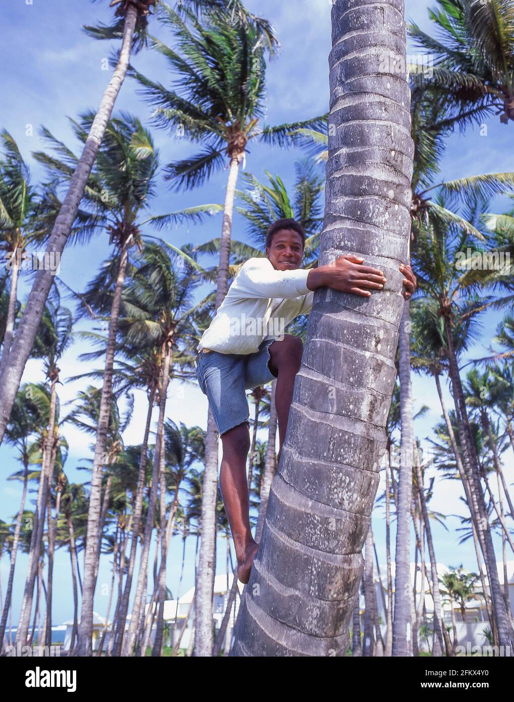 Local boy climbing coconut palm, St Kitts and Nevis, St Kitts, Lesser Antilles, Caribbean Stock Photo