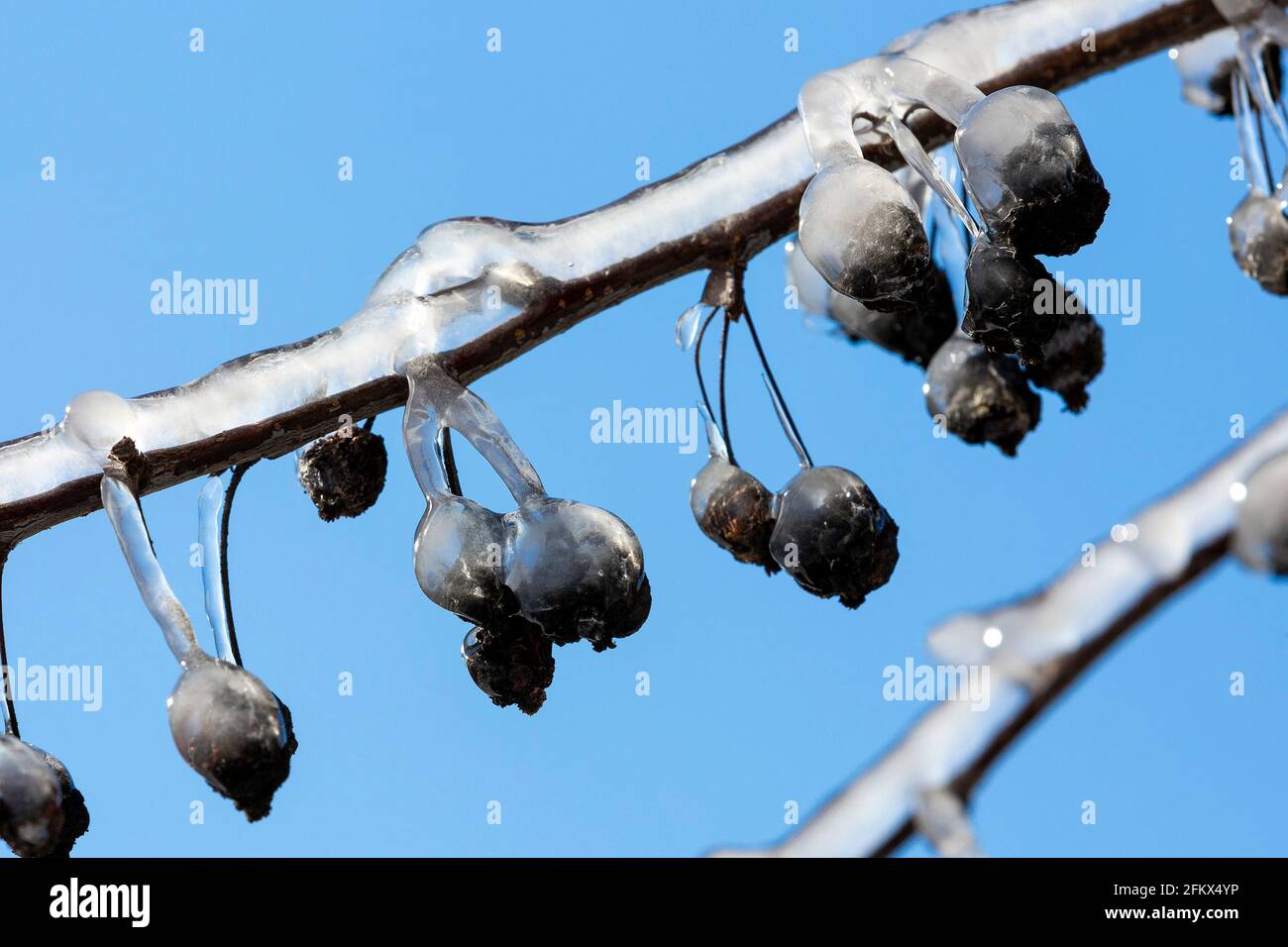 Ornamental Cherry Fruits Covered With Ice   In Winter Stock Photo