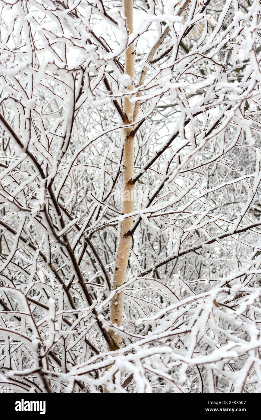 Birch Tree At Hoarfrost In Winter Stock Photo