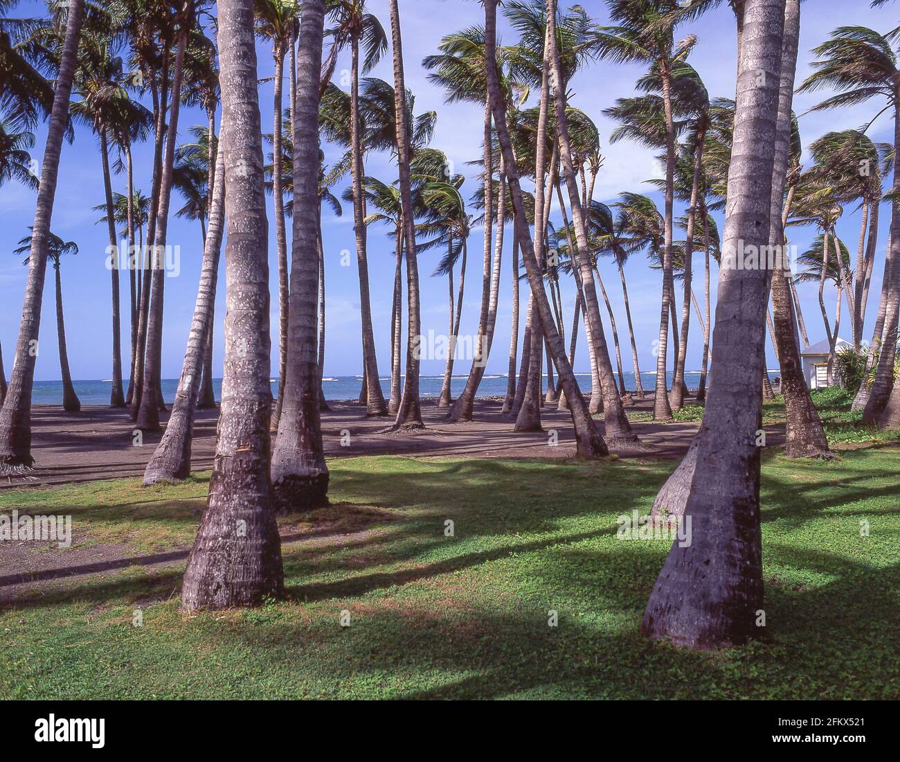Group of coconut palms, Dieppe Bay, St Kitts, St Kitts & Nevis, Lesser Antilles, Caribbean Stock Photo