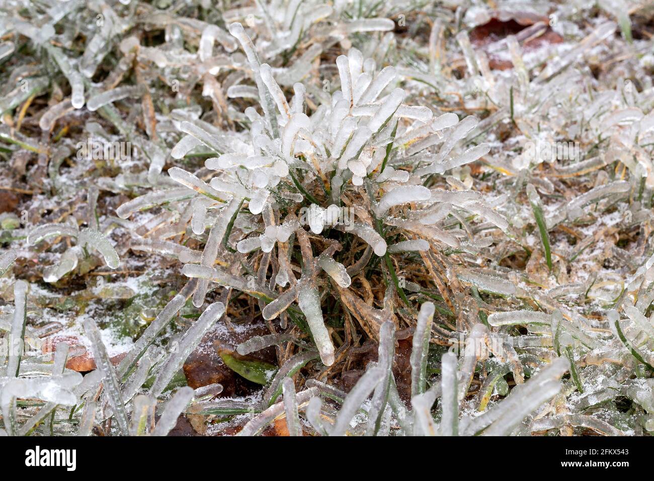 Grass After An Freezing Rain In Winter Stock Photo