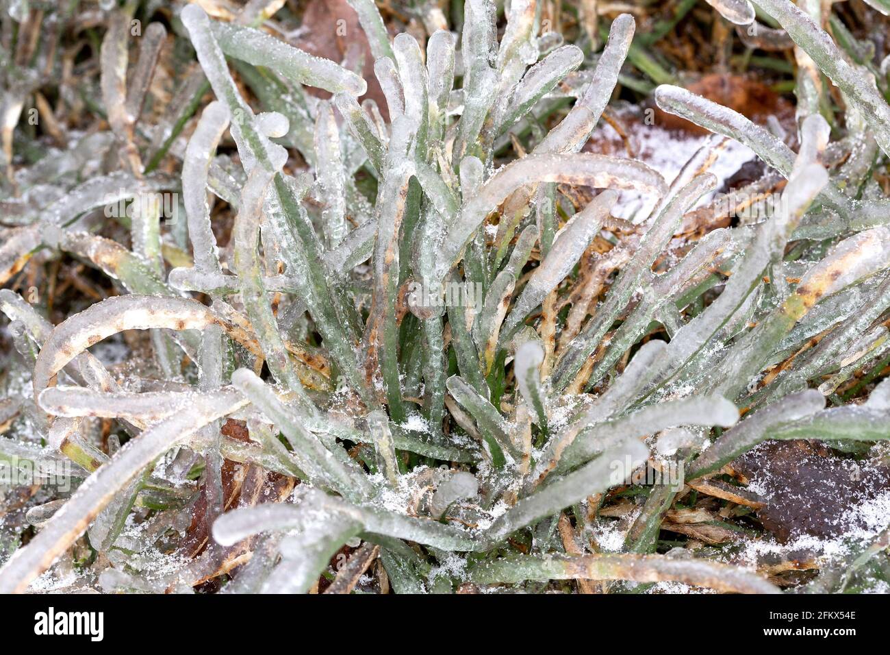 Grass After An Freezing Rain In Winter Stock Photo