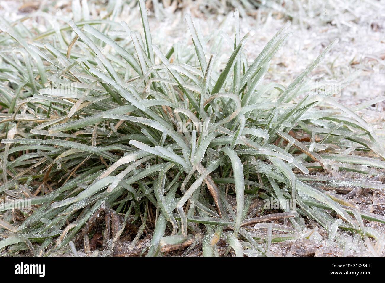 Tufts Of Grass After An Freezing Rain In Winter Stock Photo