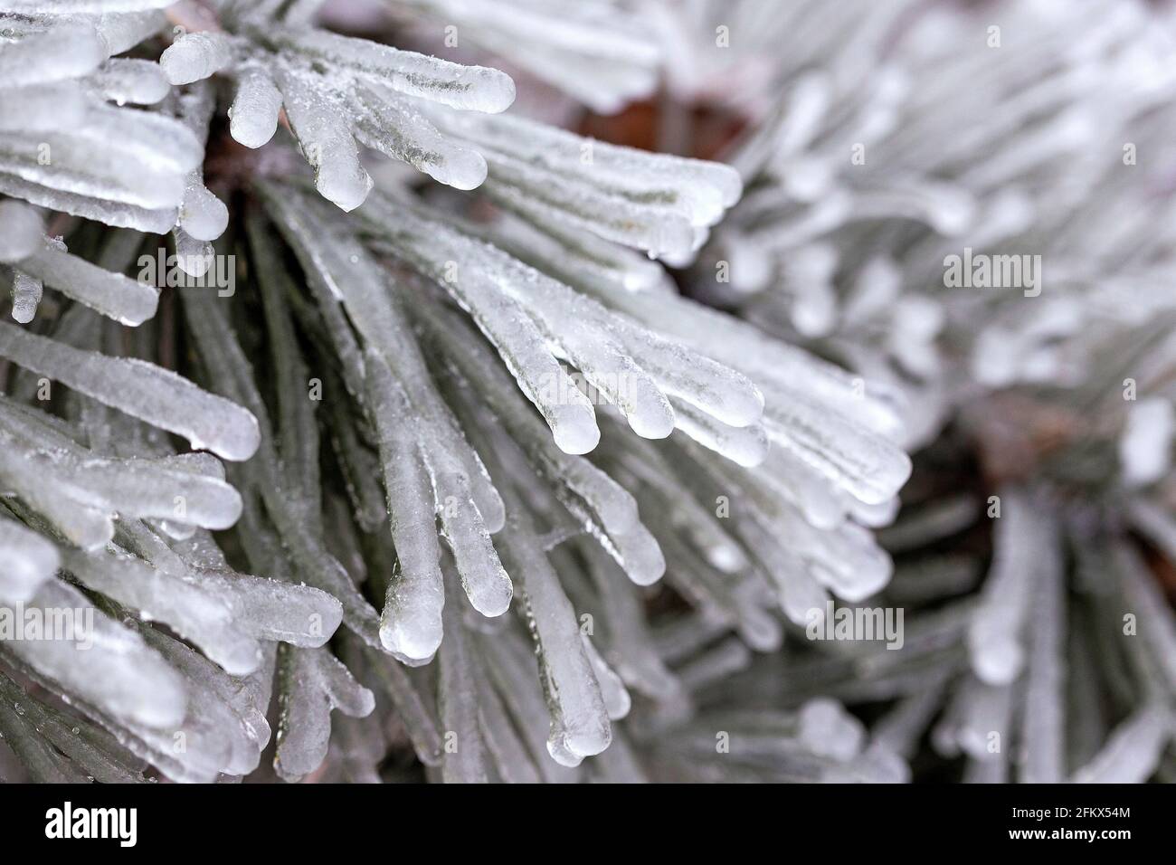 Conifer, Pine After An Freezing Rain Stock Photo