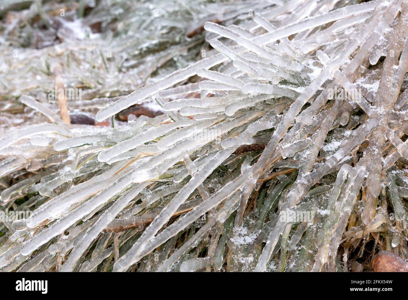 Blades Of Grass After An Freezing Rain In Winter Stock Photo