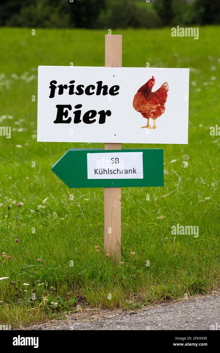 Freshness Eggs, Self Marketing Stock Photo