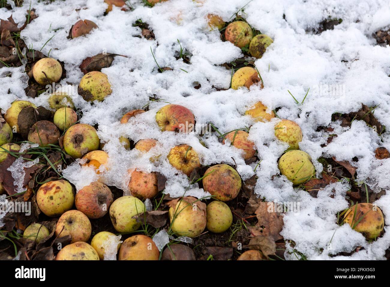Apples, Windfalls In Snow Stock Photo