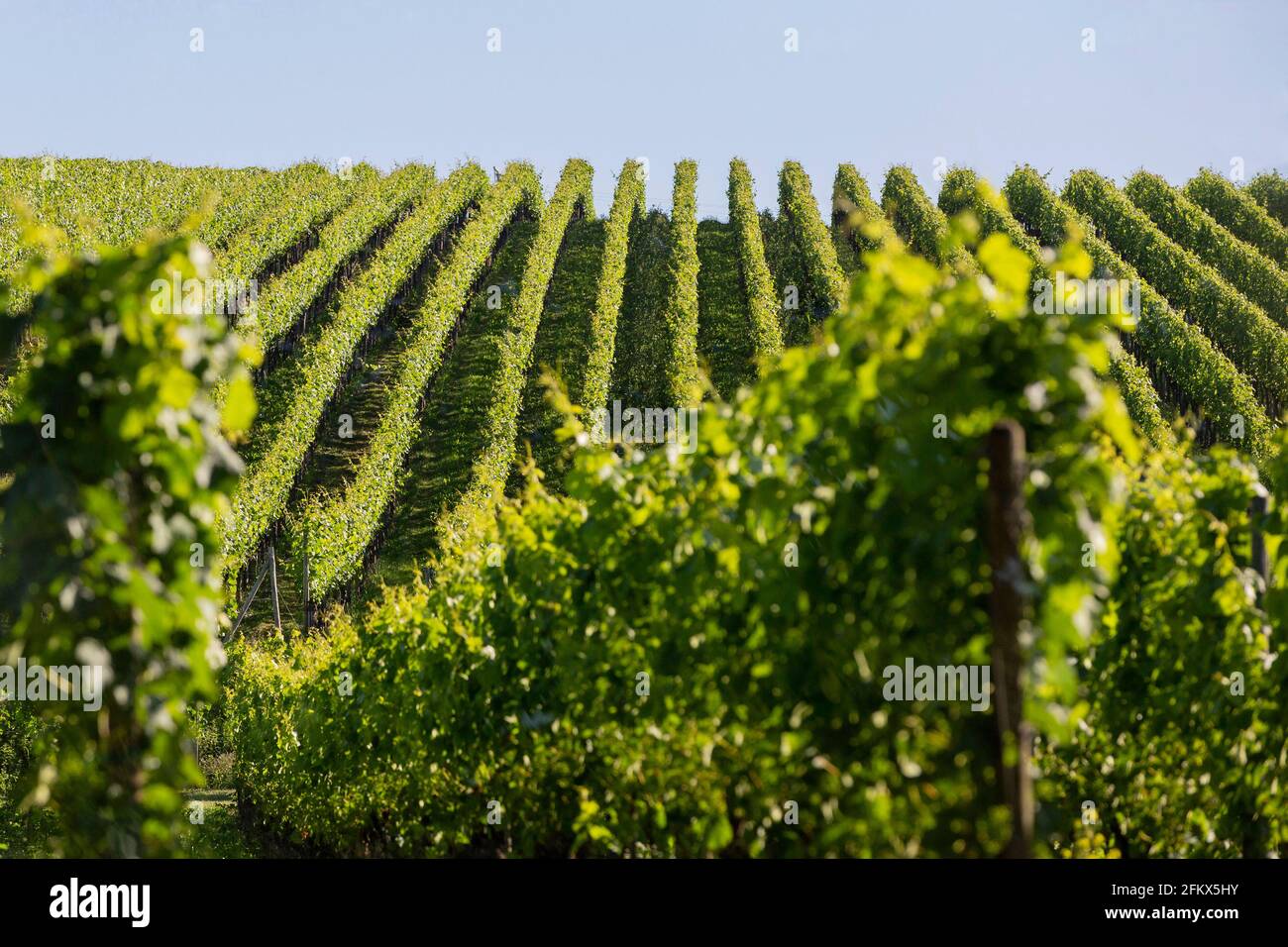 Vineyards In Baden Württemberg, Germany Stock Photo