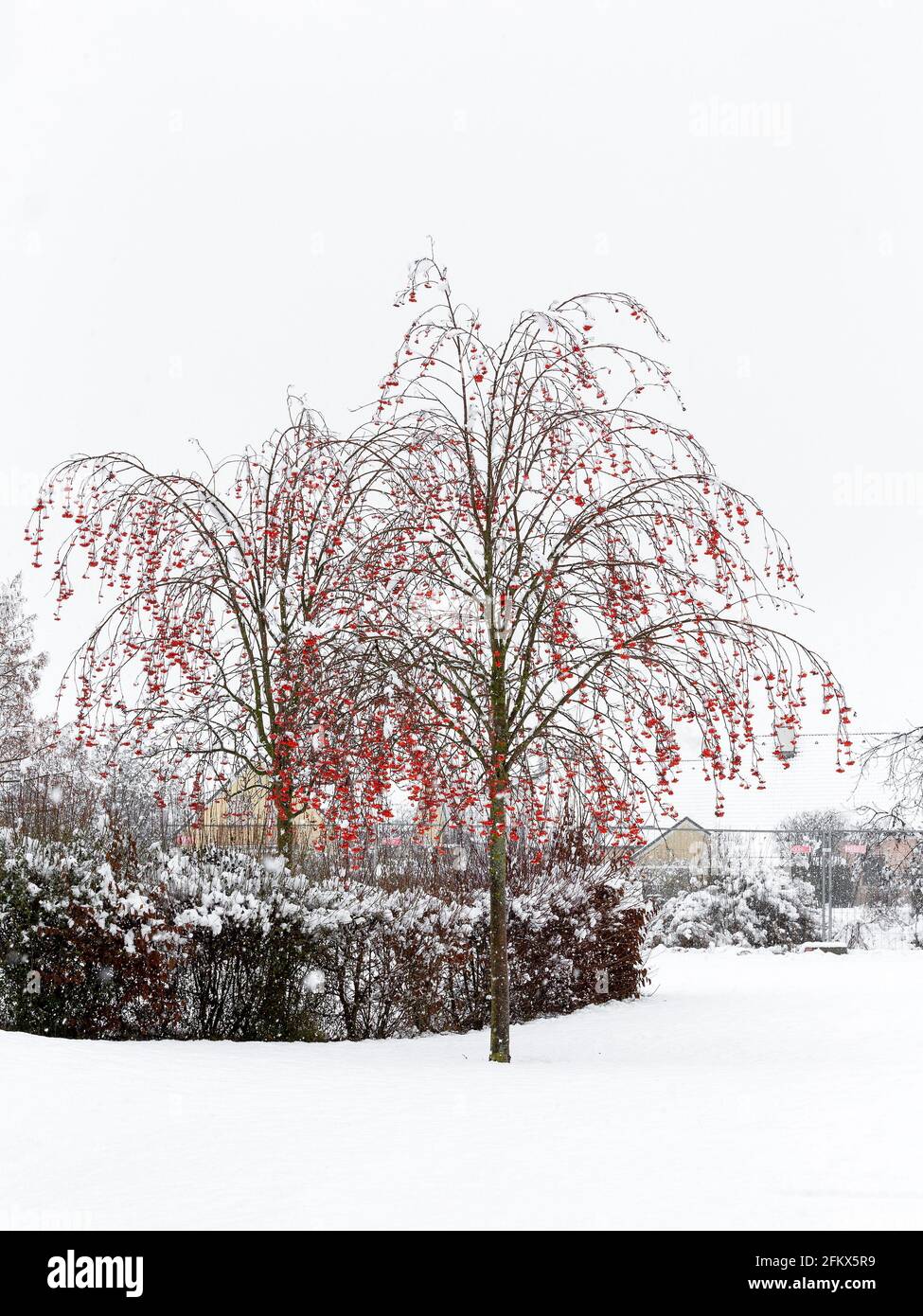 Mountain Ash, Fruits In Winter Stock Photo
