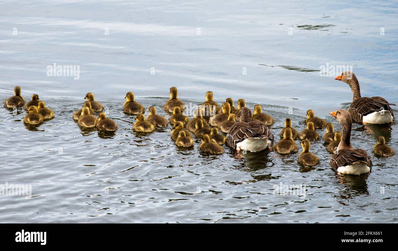 Greylag geese shepherding goslings away from danger, River Ouse, North Yorkshire, UK Stock Photo